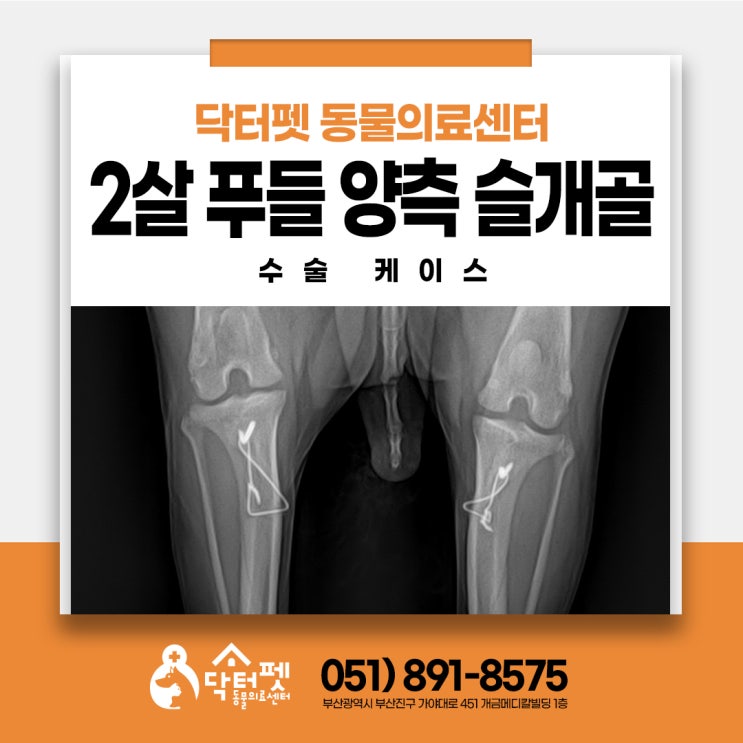 강아지가 2살 밖에 안됐는데 슬개골 탈구가 왜 오나요 이렇게 어린 나이에 부산 정형외과 동물병원