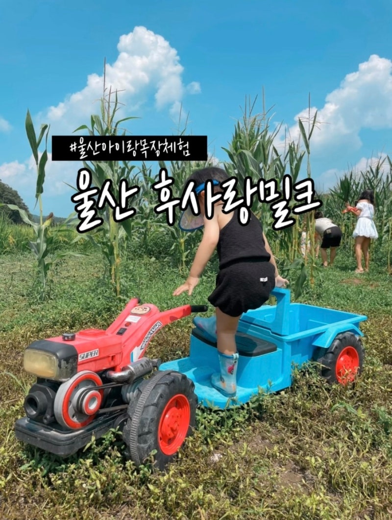 울산 아이랑 가볼만한곳 환희목장 후사랑밀크 목장체험 먹이주기 피자만들기 놀이시설 수영....