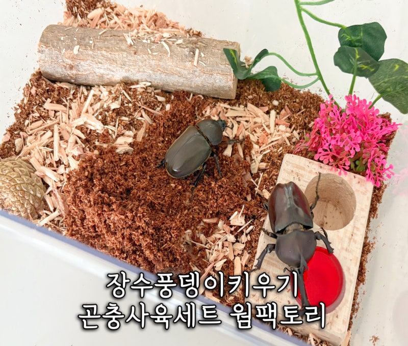 장수풍뎅이 키우기 세트 젤리 먹이주기 성충 사육방법