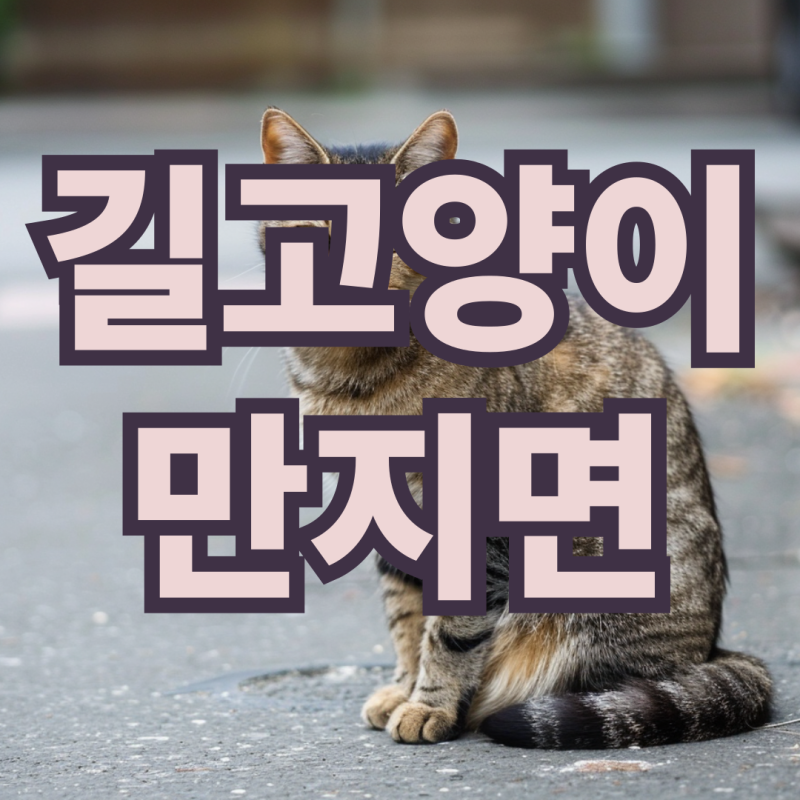 길고양이 구조 시 직접 만지면 안 되는 이유 방법 감염 피하려면