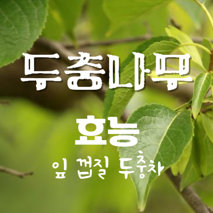  두충나무 효능 : 잎 껍질 두충차