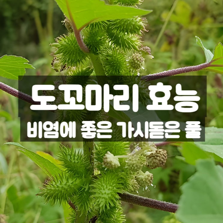  도꼬마리 효능 부작용 먹는법 – 비염에 좋은 풀