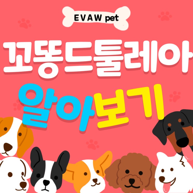  꼬똥드툴레아, 성격과 털 관리부터 사료 급여법까지