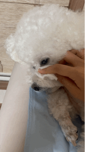  강아지 눈물자국 제거 후기,더마벳 미셀러 클렌징워터