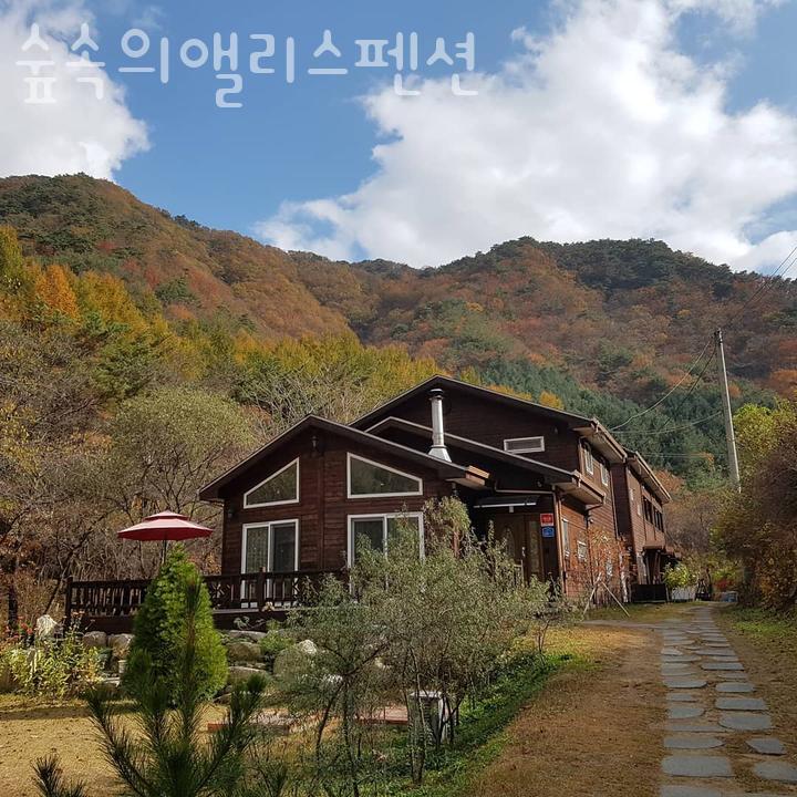 숲속의앨리스 사진 2