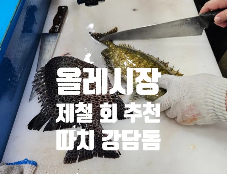  제주도 | 서귀포 올레시장 회 횟집 형제수산 여름 제철회 추천 강담돔회 독가시치회 모듬회 시세 내돈내산