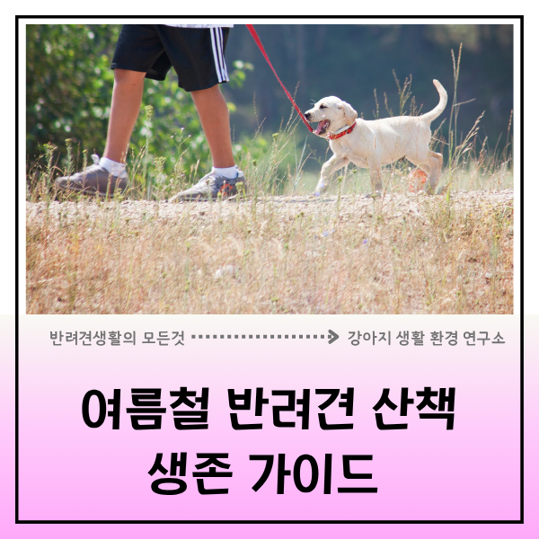  반려견 산책이 위험한 계절이 돌아왔다? 여름철 반려견 생존 가이드