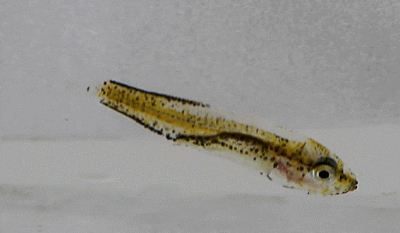  Lateolabrax latus  ヒラスズキ (larval -early juveniles ) 넙치농어