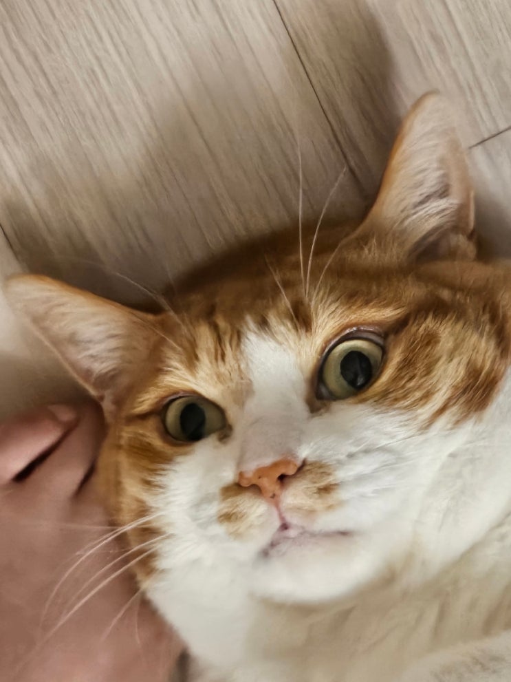  돼지 고양이의 일상 | 고양이 자랑하기