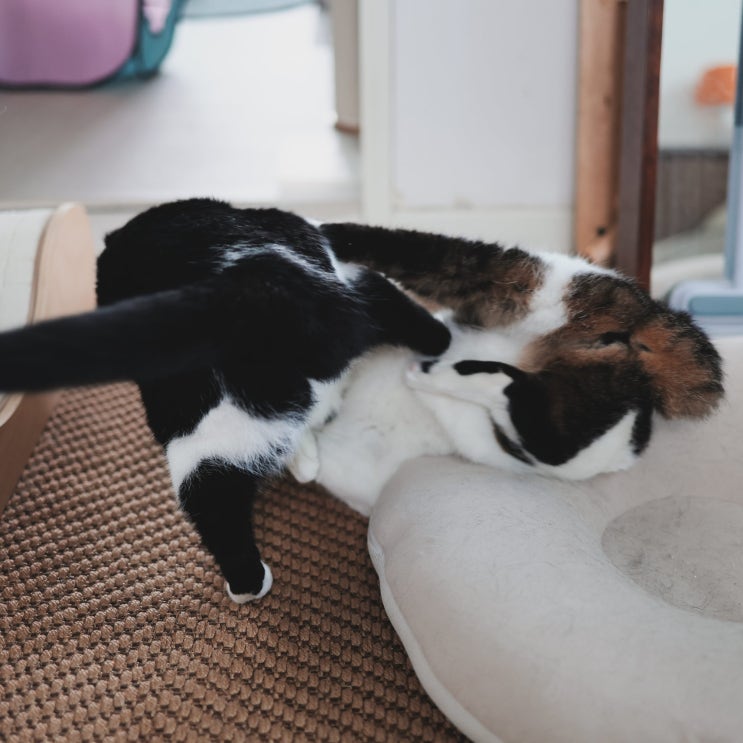  다묘가정 고양이 싸움, 이건 놀이일까 싸움일까? 초보집사도 알 수 있는 결정적인 차이 7가지