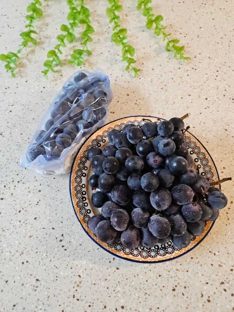 [김천 경산 프리미엄 거봉 포도] 고당도로 맛있게 즐기는 포도