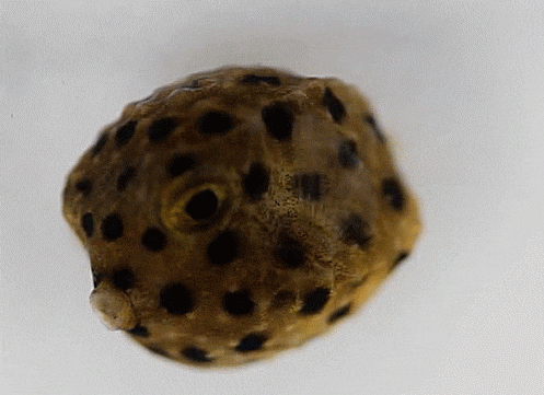  Ostracion Species (early juvenile) 거북복-류