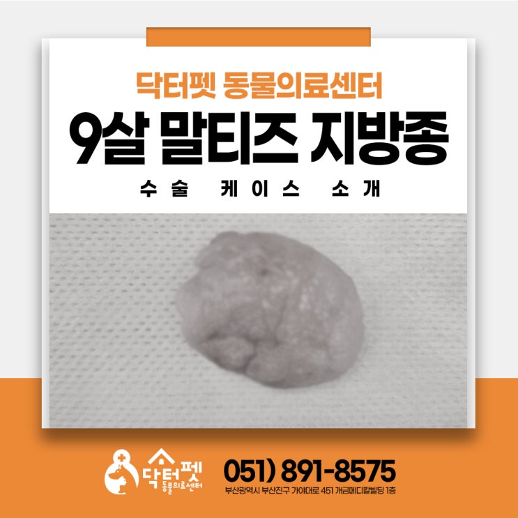  9살 말티즈 지방종 강아지 다리 부종인 줄 알았다가 제거 수술까지 부산 주례 냉정 동물병원