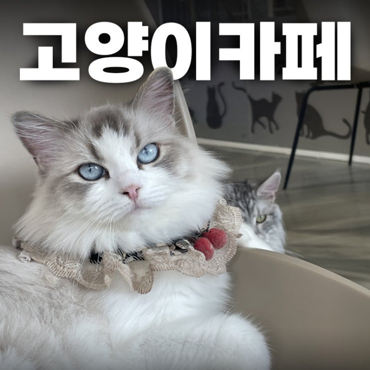  [하남 고양이카페] 냥냥하우스 운영시간, 가격, 후기까지!