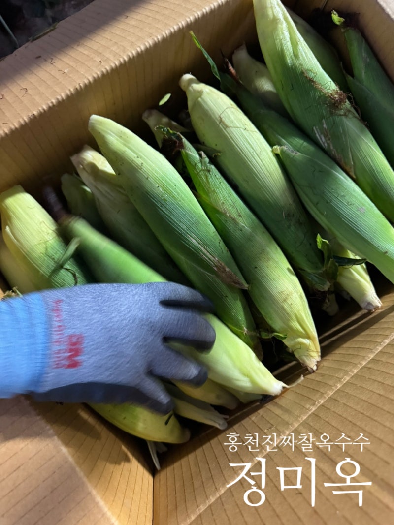 강원도미백찰옥수수파는곳 농가직거래 실제 농사짓는곳