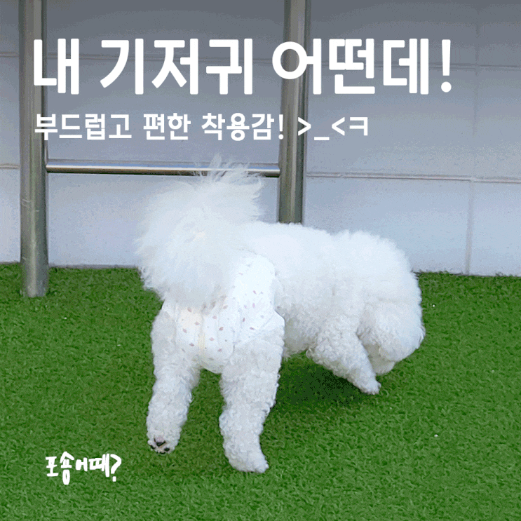  강아지기저귀 고민 끝! 베베페페 소형 암컷용 리뷰 (비숑 6kg)