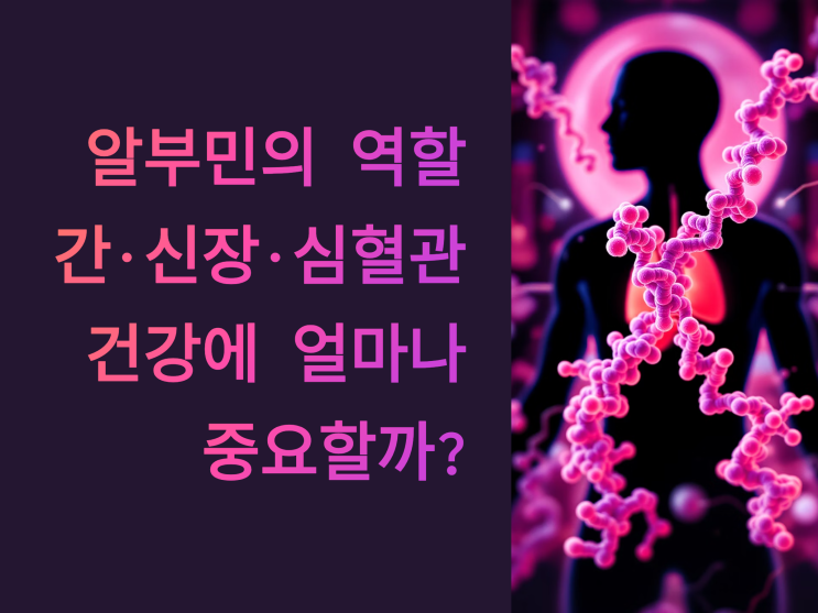  알부민의 역할, 간·신장·심혈관 건강에 얼마나 중요할까?
