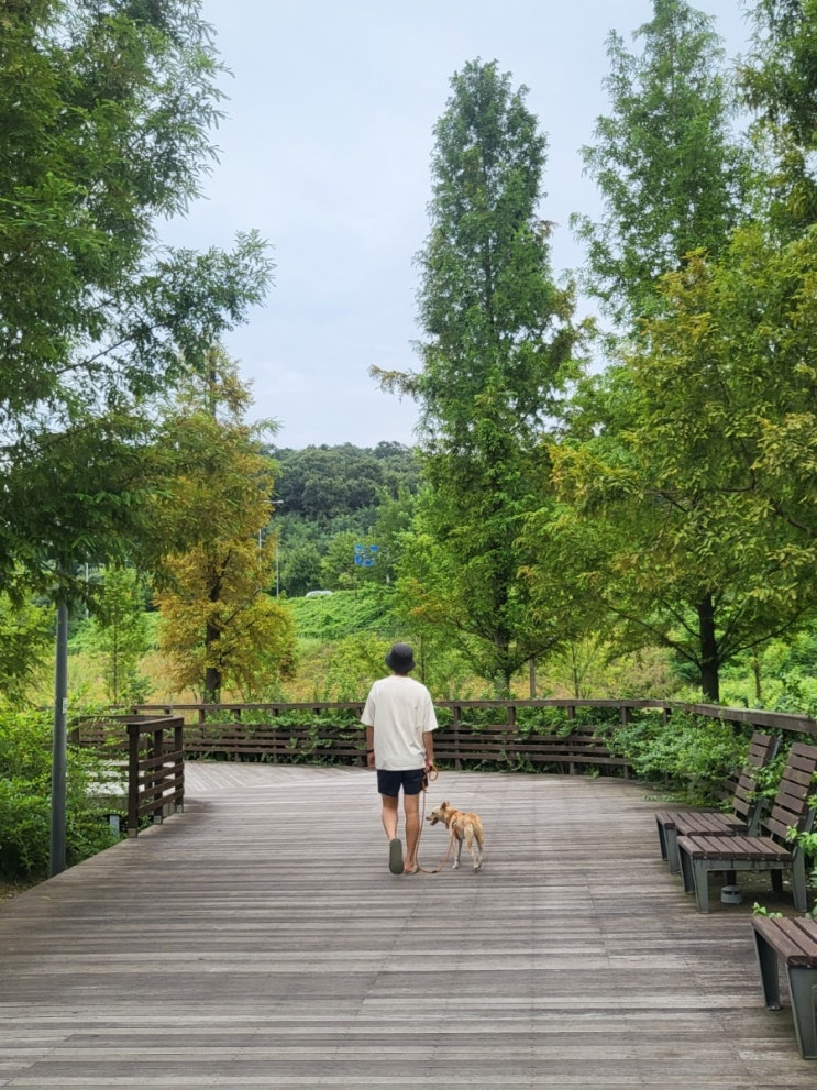  강아지 관절 망치는 산책 5가지, 혹시 하고 있진 않나요?