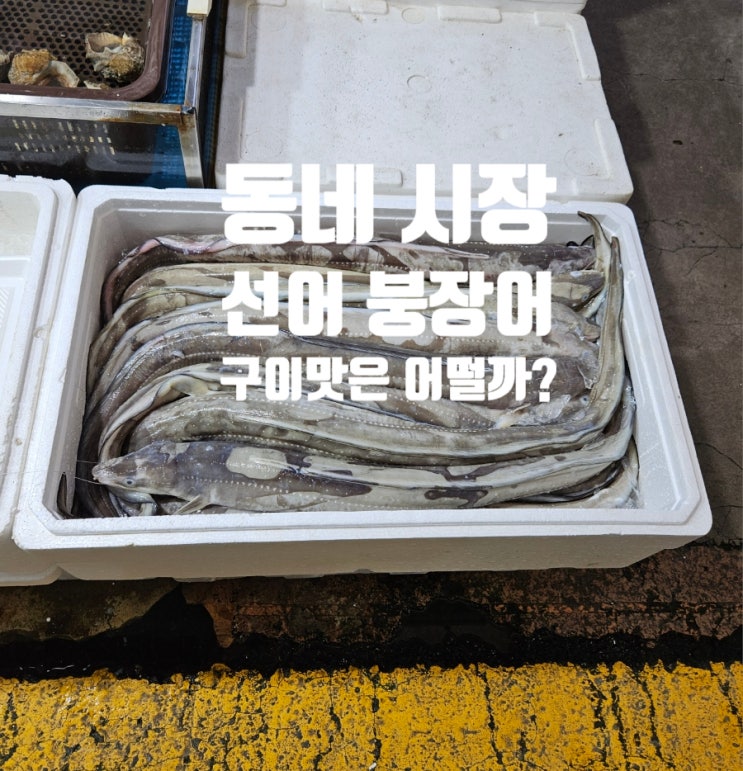  광명 새마을시장 | 내돈내산 죽은 선어 바다장어 붕장어 구매 후기 맛 굽는방법 믿음수산
