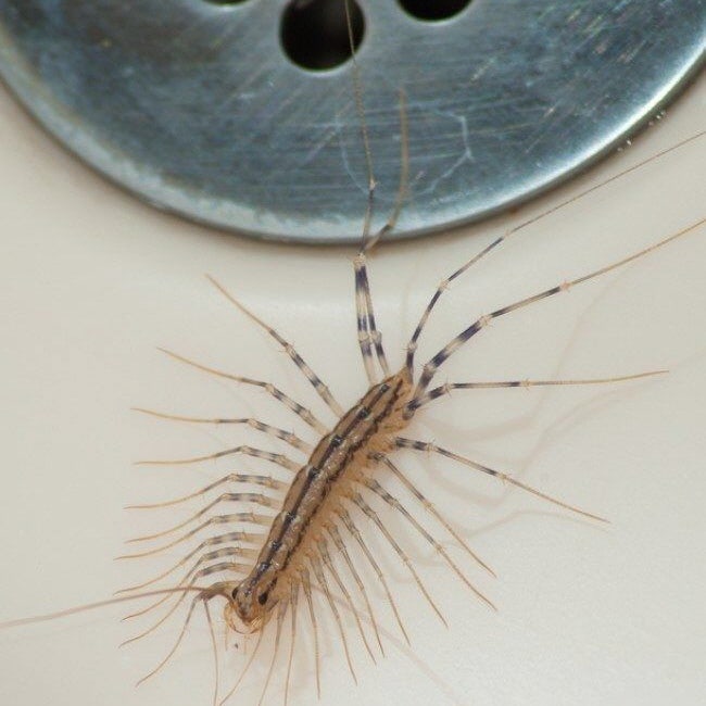 반갑지만 무서운 돈벌레 죽이면 안 되나요? 그리마 나오는 이유 및 퇴치법!!