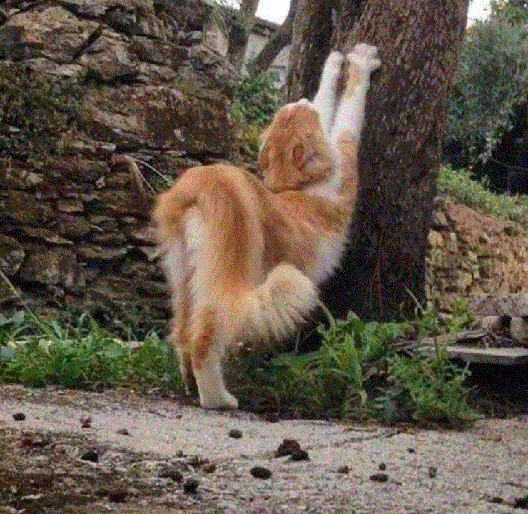  고양이 나오는 꿈 하얀,검은,삼색 고양이 꿈 해몽, 태몽