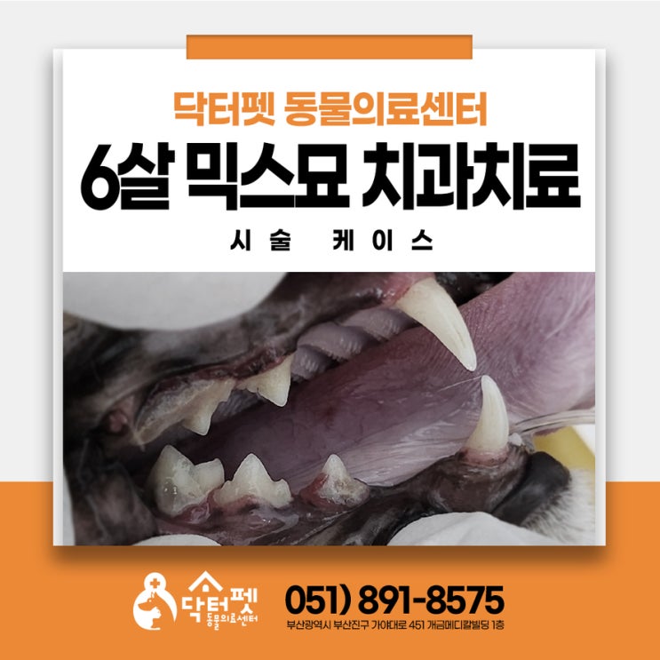  아픈 곳 없는 줄 알았는데 6살 고양이 스케일링 발치 치료 동물병원