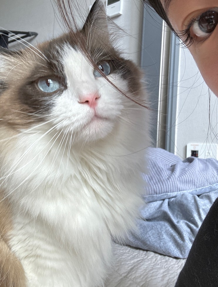  랙돌 고양이 남매 시루 설기 | 성격과 일상 기록