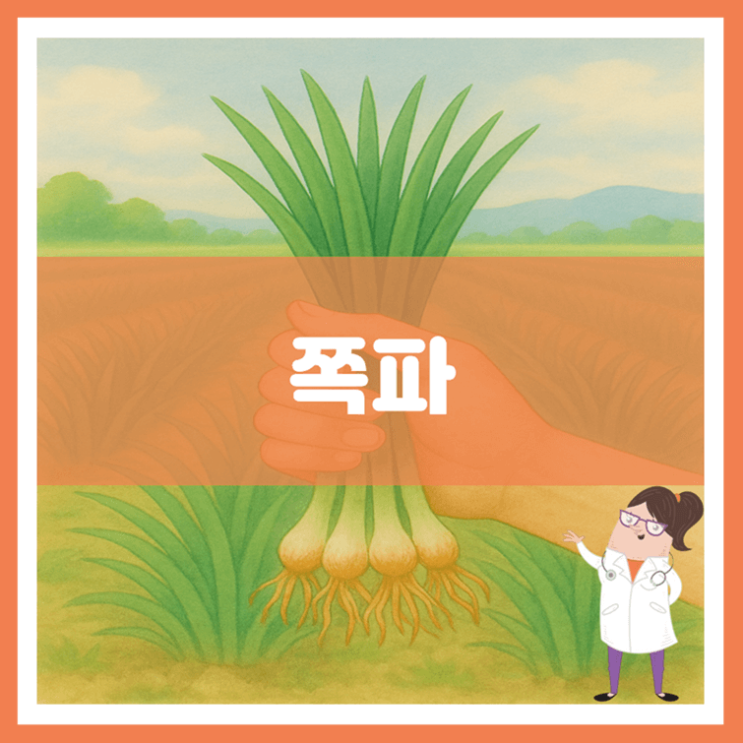  쪽파 효능 부작용 고르는 방법