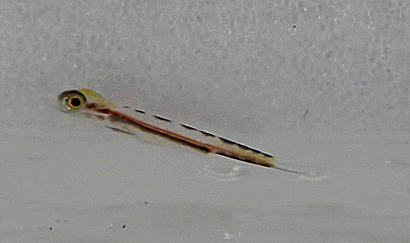  Aulichthys japonicus ( early juveniles  )クダヤガラ  실비늘치