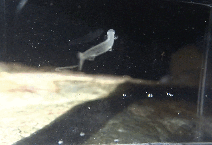  Plecoglossus altivelis altivelis (late larval stage)  アユ 은어