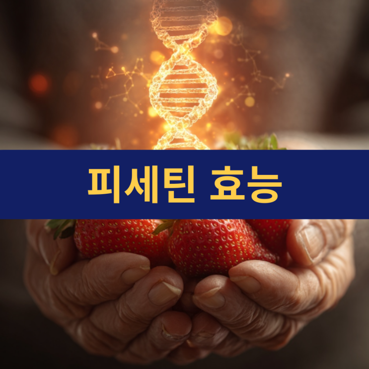  피세틴효능 파이토피세틴 | 피세틴 복용 방법 부작용 | 항노화 플라보노이드 효능