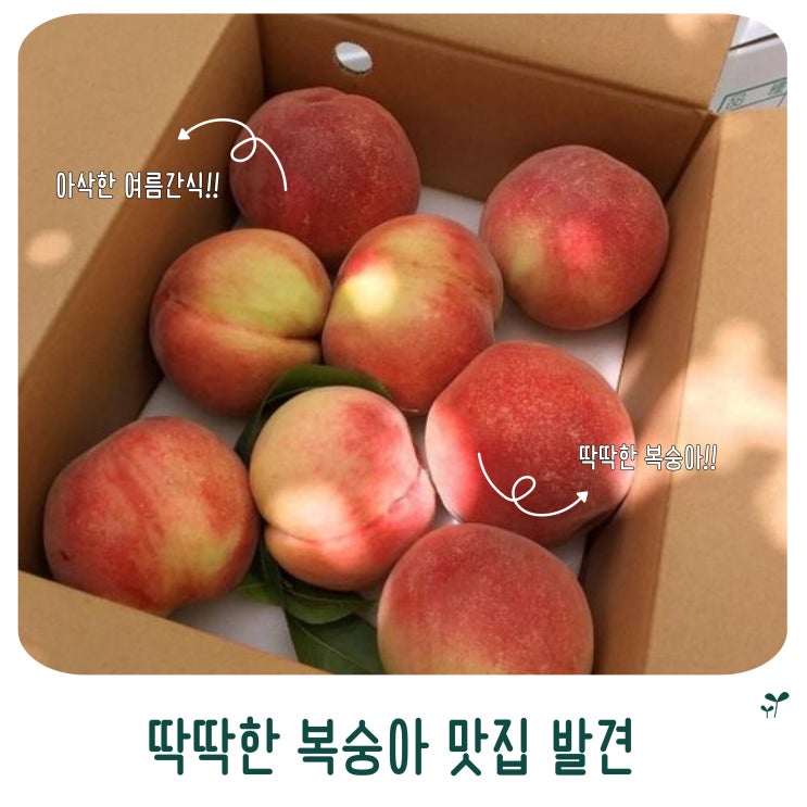  아삭한 여름 간식 딱딱한 복숭아 맛집 발견