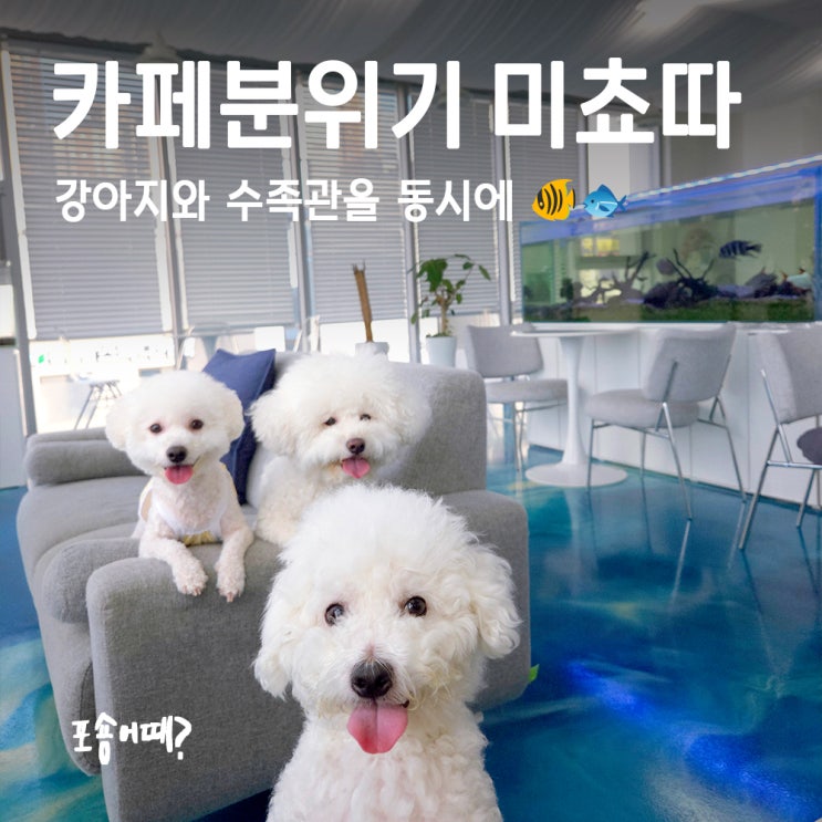  수원 신동 루프탑 애견카페 ‘보고싶당개’ 수족관+실내+루프탑 완벽조합!