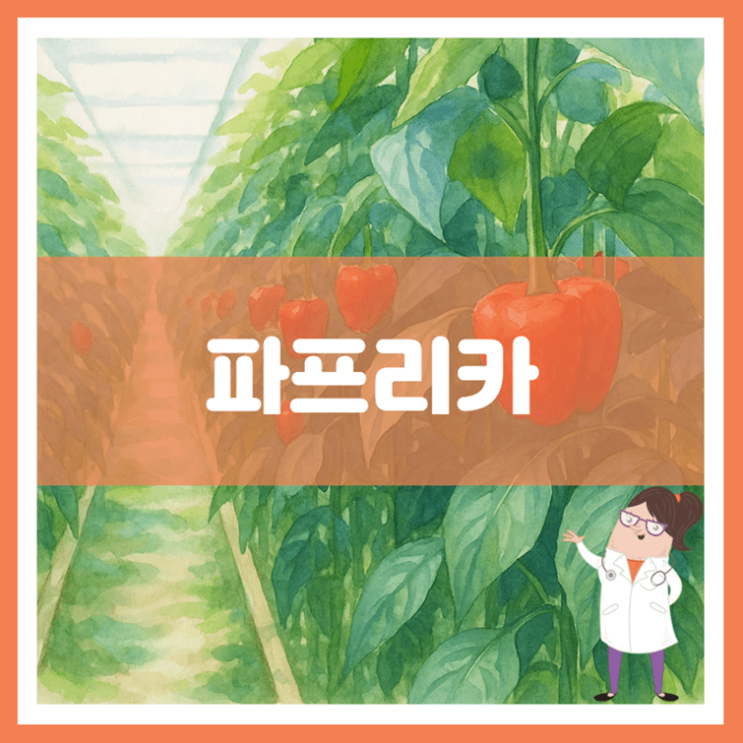  파프리카 효능 부작용 보관방법