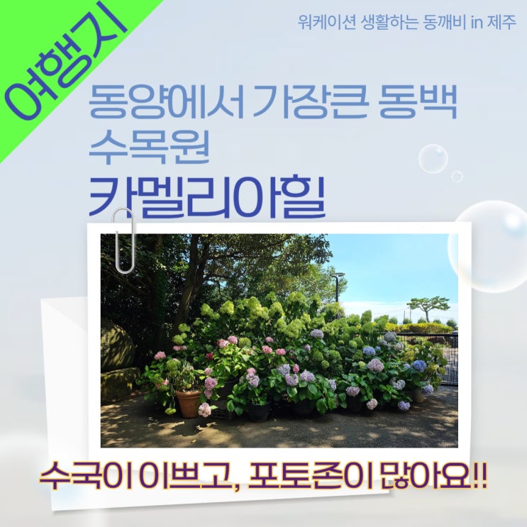  아이와 애견동반 제주 여행 코스 수국,동백꽃보러 가볼만한 곳 '카멜리아힐'