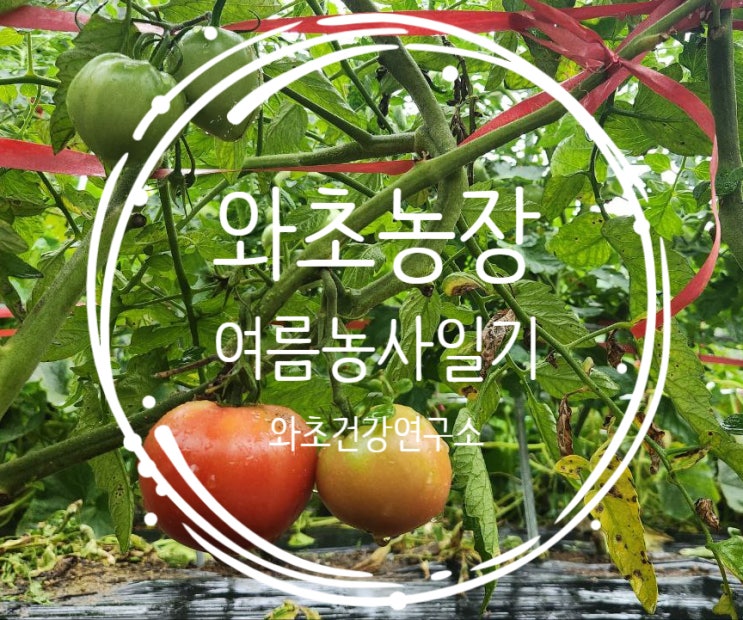  와초농장 일기, 보슬비와 함께 자연과 쉬어가는 시간, 한여름의 7월