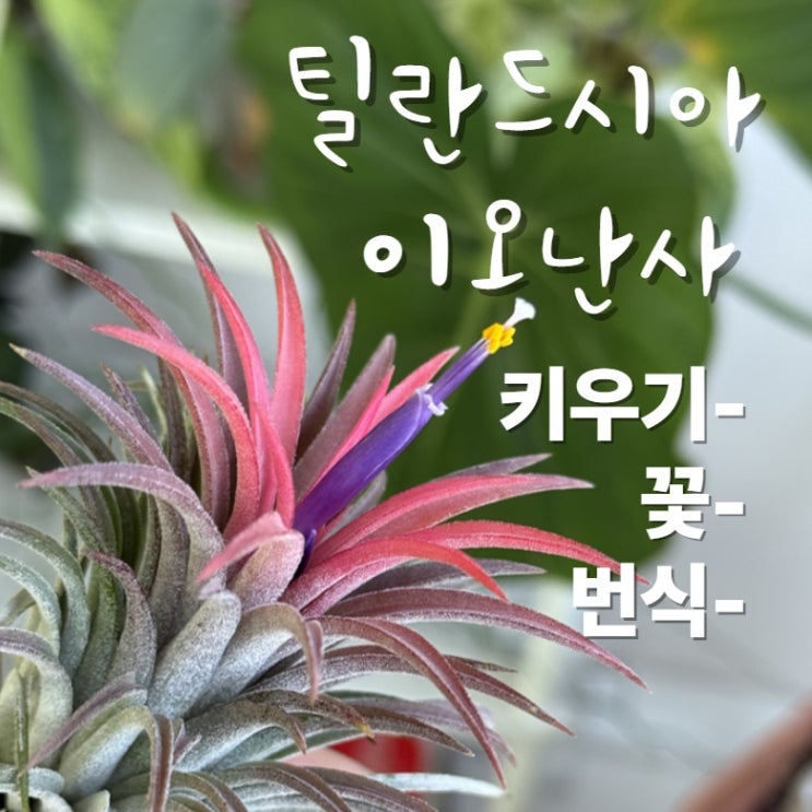  틸란드시아 이오난사 키우기 꽃 번식