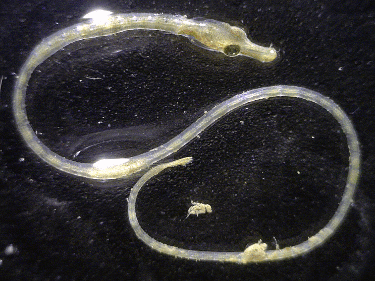  Urocampus nanus (juveniles) オクヨウジ 풀해마 치어 유어 모음