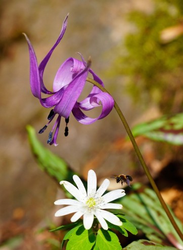  얼레지 꽃말 알아볼게요