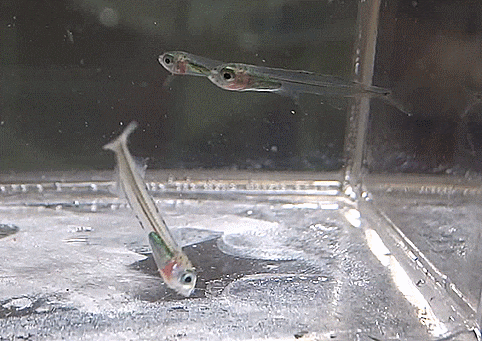  (provisionally)  Doboatherina bleekeri (juveniles ) トウゴロウイワシ 색줄멸