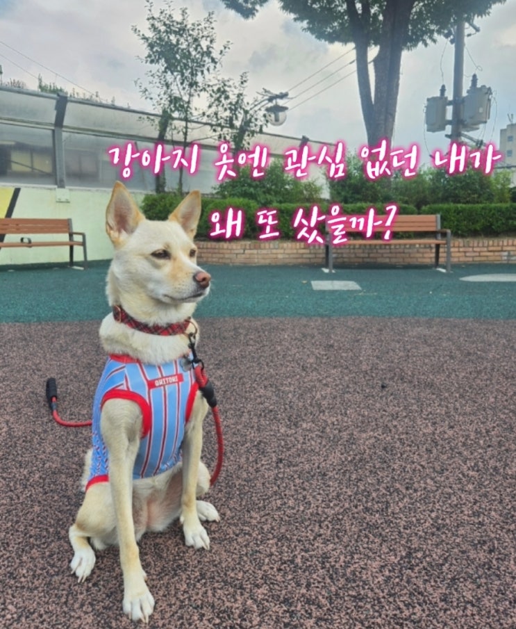  여름휴가룩 완성! 강아지 바캉스룩 추천｜오키도키 하와이안 쿨티 리뷰