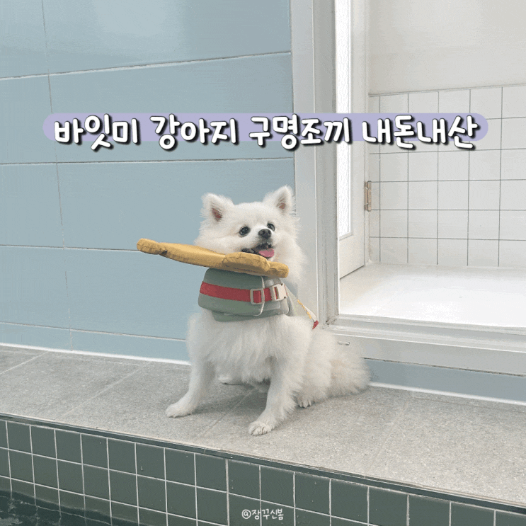  강아지 여름 필수템 구명조끼 바잇미 내돈내산