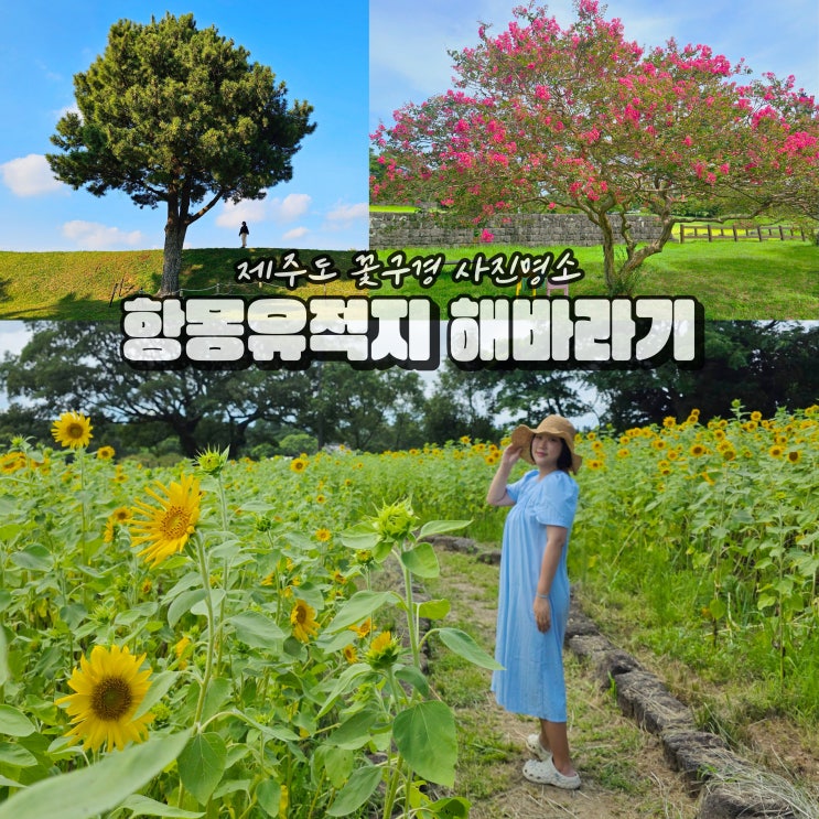  제주 해바라기밭 꽃 명소 항파두리 항몽유적지 나홀로나무