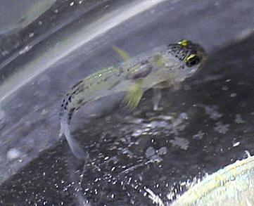  Opistognathidae sp. ulsan B (Larval- jawfish)  후악치과 자치어 B타입( 2022 사육 개체)
