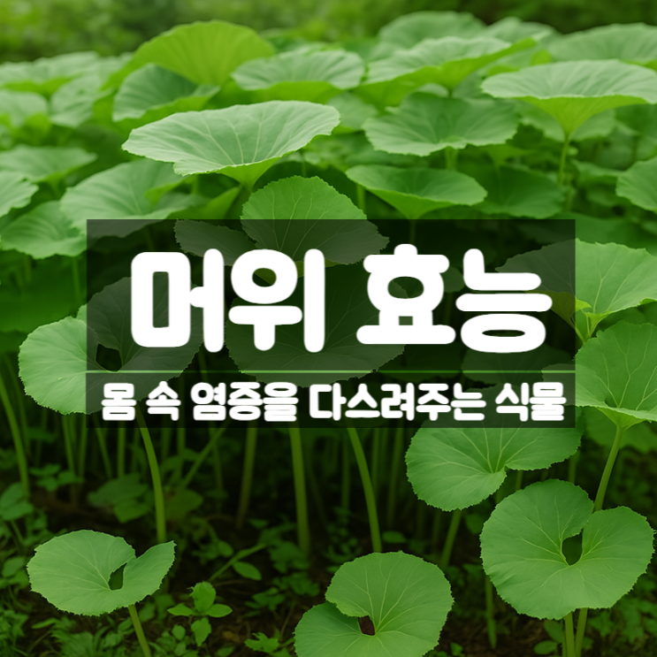  머위 효능 먹는법 부작용 – 염증에 좋은 나물