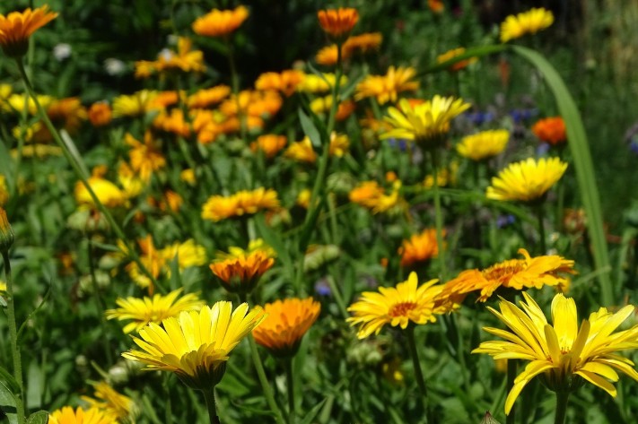 금잔화 꽃말 살펴보기