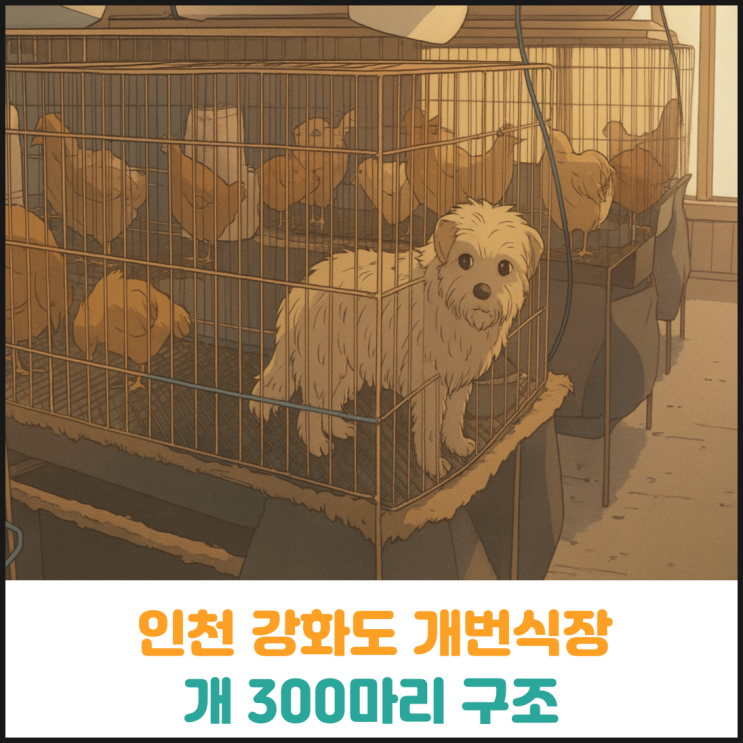  인천 강화도 개번식장에서 개 300마리 구조
