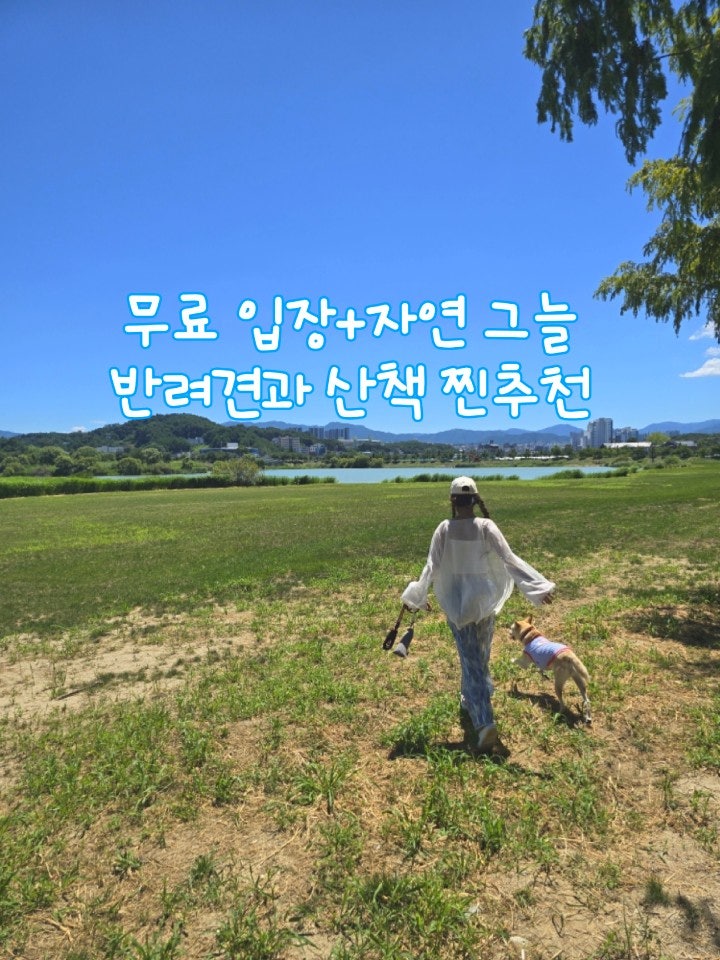  강릉 강아지 산책 그늘만개 메타세콰이어숲길 경포생태저류지