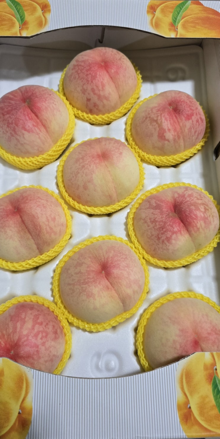  설도원 그레이트 백도 복숭아 수확 중 입니다  수확완료