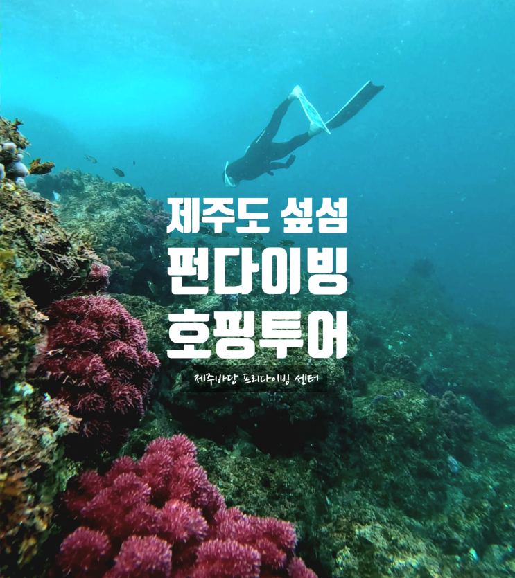  제주도 | 제주 서귀포 스노쿨링 명소 섶섬 프리다이빙 호핑투어 펀다이빙 여름 7월 8월 제주바당 후기